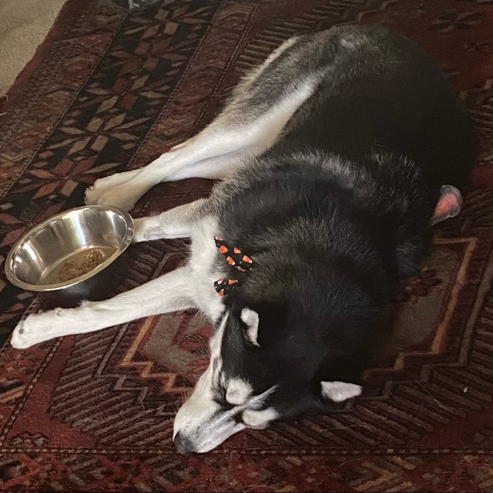 Fund raising for vet bill